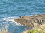 SX24772 Sunbathing seal.jpg